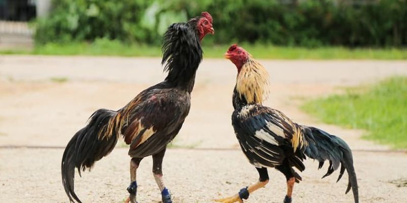Bí quyết để thắng lớn khi chơi đá gà cựa sắt tại Melbet