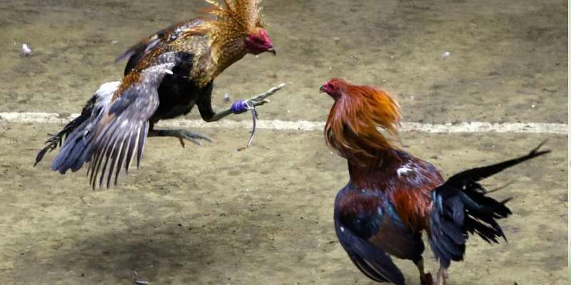 Hướng dẫn chi tiết về quy tắc chơi đá gà Melbet